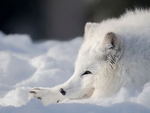 Finland, Ranua Wildlife Park. Dhole, Arctic fox in white winter coat. Animals Print